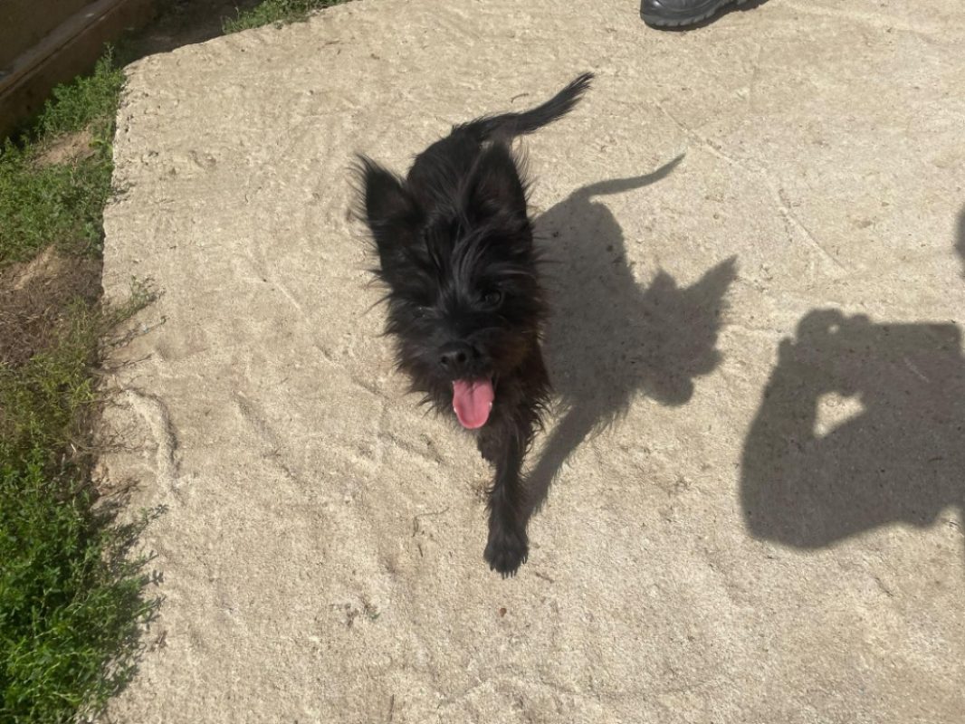 Selma - Chien Yorkshire Terrier à adopter - photo 2