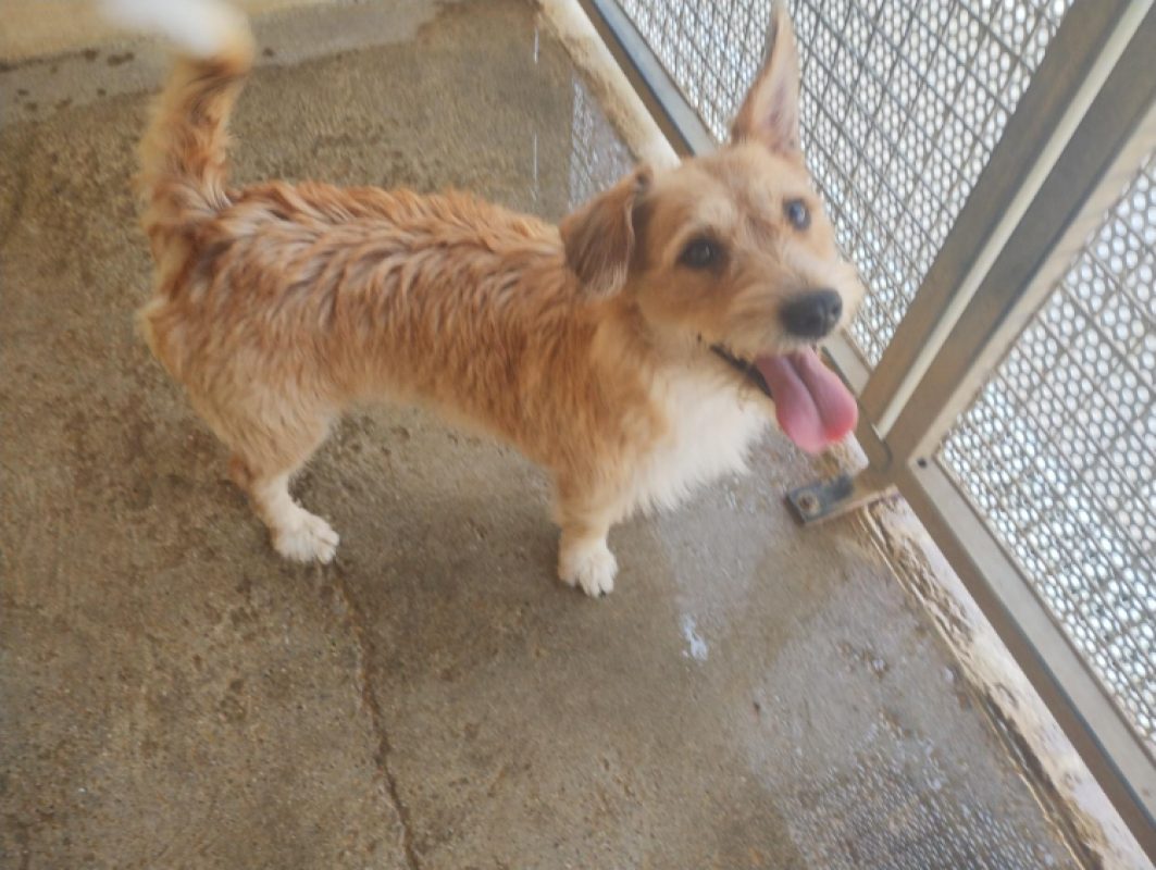 Mouki - Chien Cairn Terrier à adopter