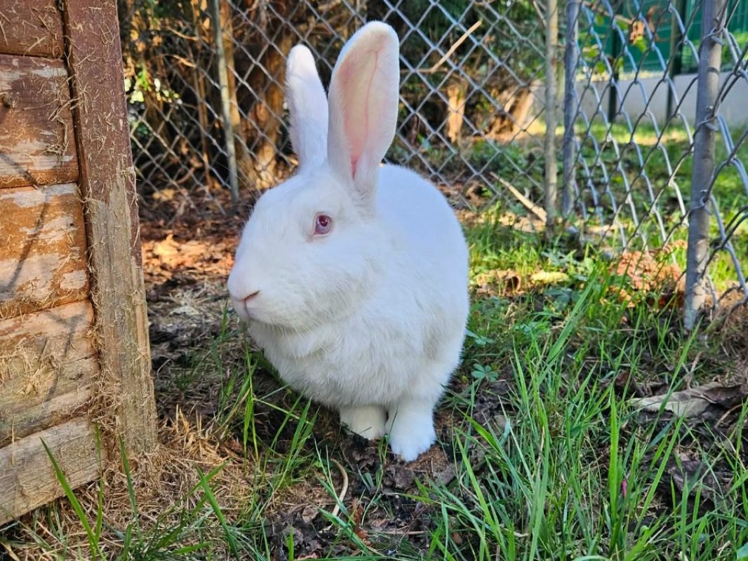 Pryce - Rongeur Lapin à adopter