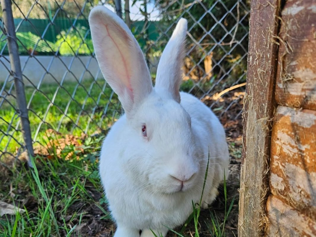 Pryce - Rongeur Lapin à adopter - photo 2