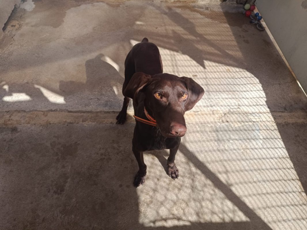 Aristo - Chien Braque allemand à poil court à adopter