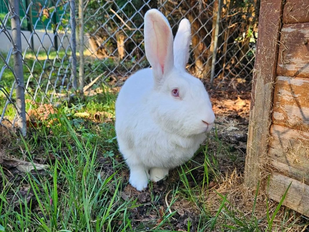 Downing - Rongeur Lapin à adopter