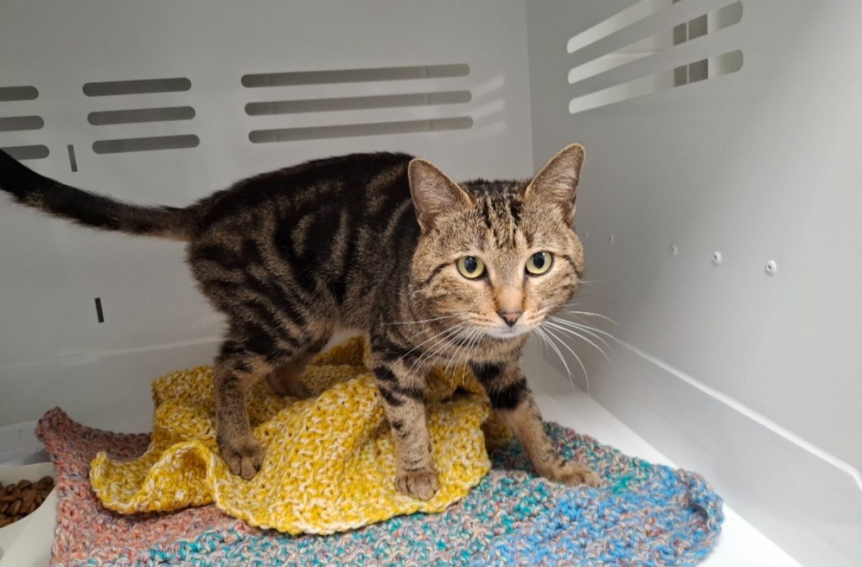 Royce - Chat Européen à adopter