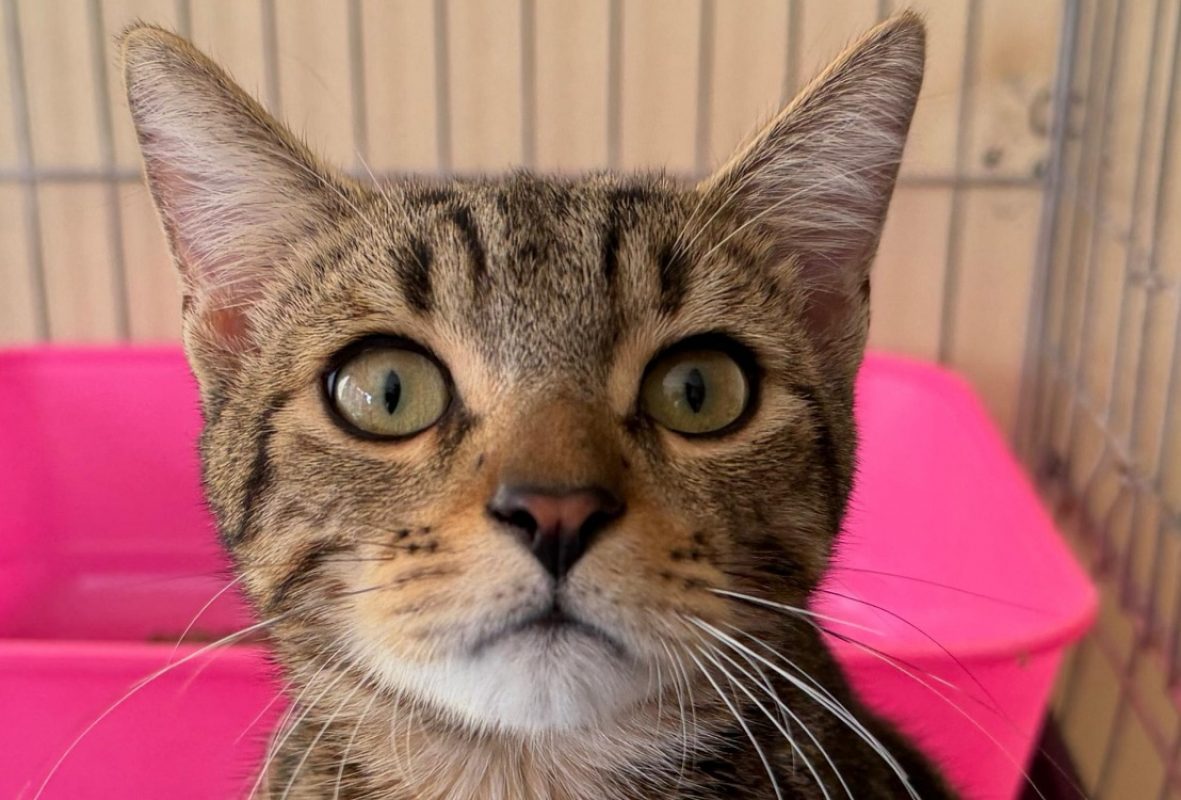 Alan - Chat Européen à adopter