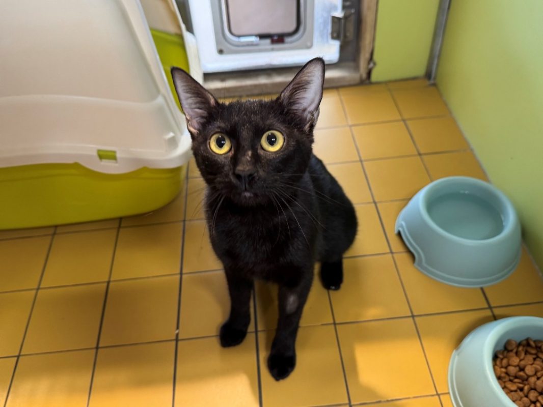 Ombra - Chat Européen à adopter