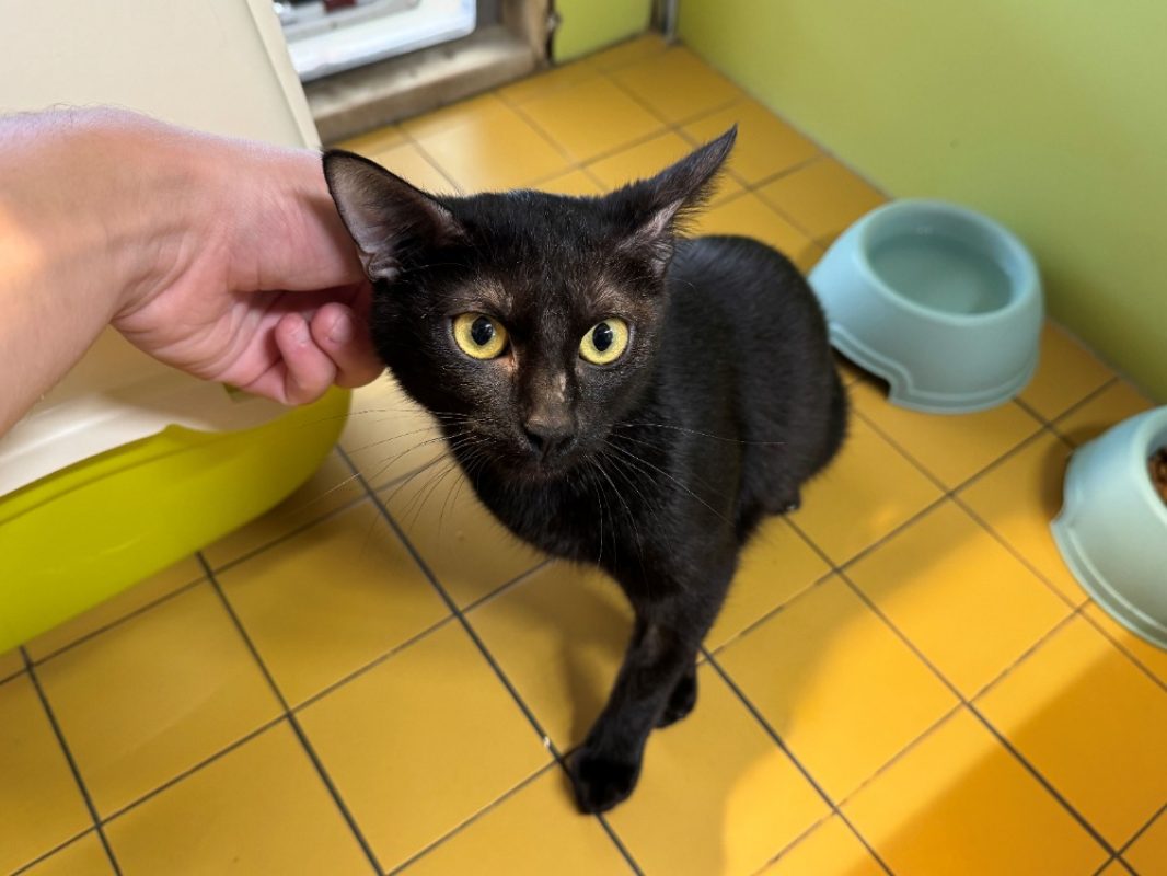 Ombra - Chat Européen à adopter - photo 2
