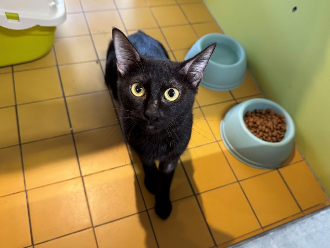 Ombra - Chat Européen à adopter - photo 3