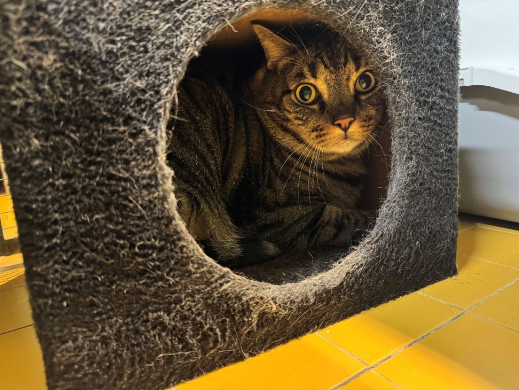 Lucifer dit trotti - Chat Européen à adopter