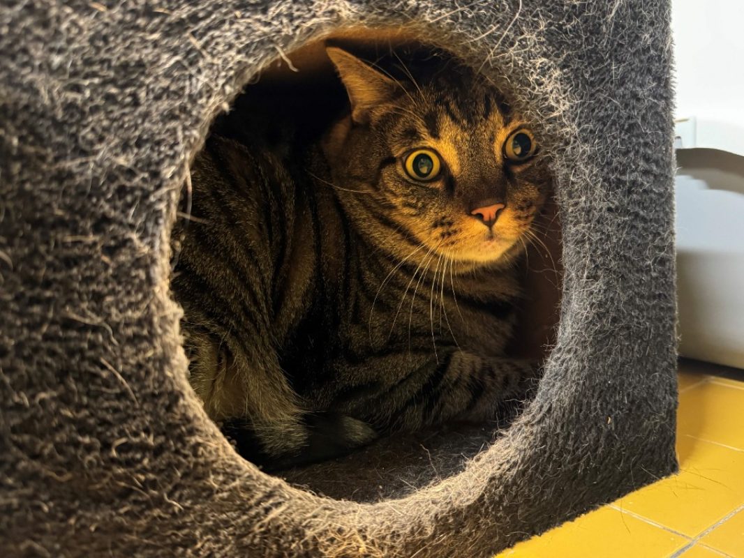 Lucifer dit trotti - Chat Européen à adopter - photo 2