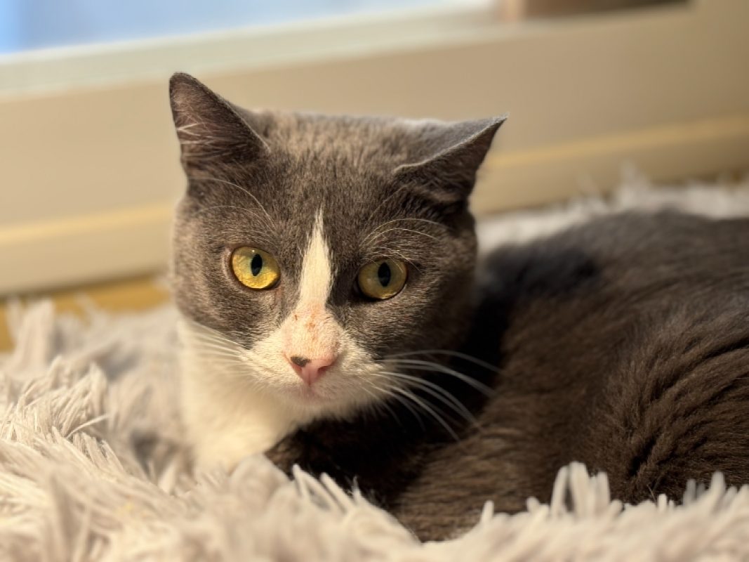 Berenis - Chat Européen à adopter