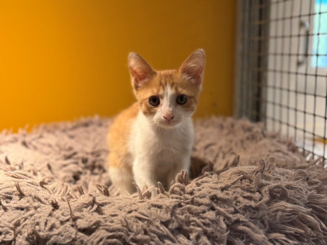 Maurice - Chat Européen à adopter