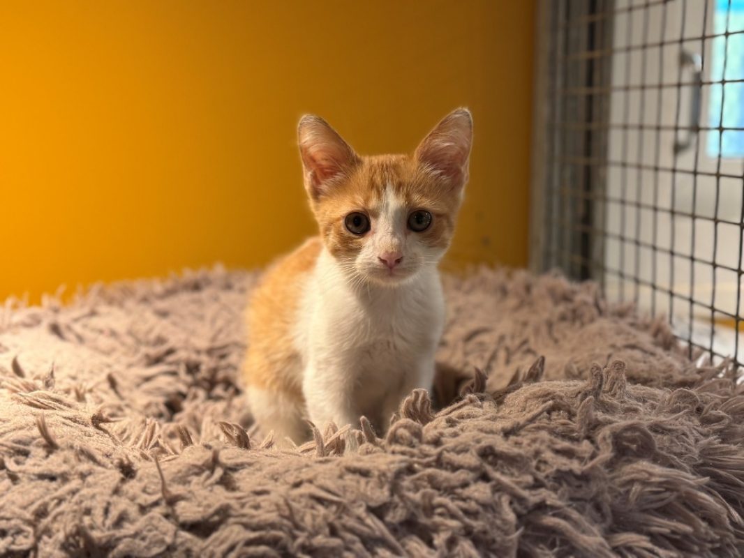 Maurice - Chat Européen à adopter - photo 2