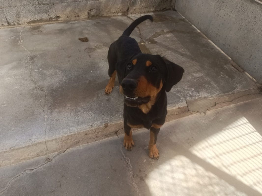 Hades - Chien à adopter