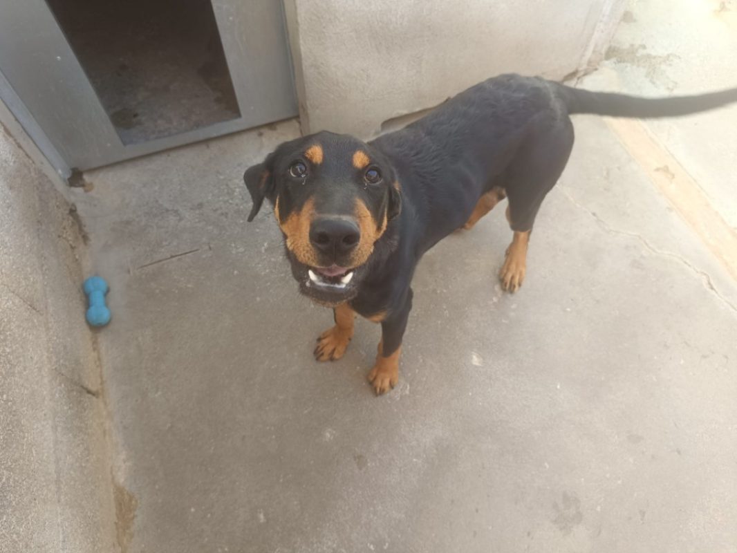 Hades - Chien à adopter - photo 2
