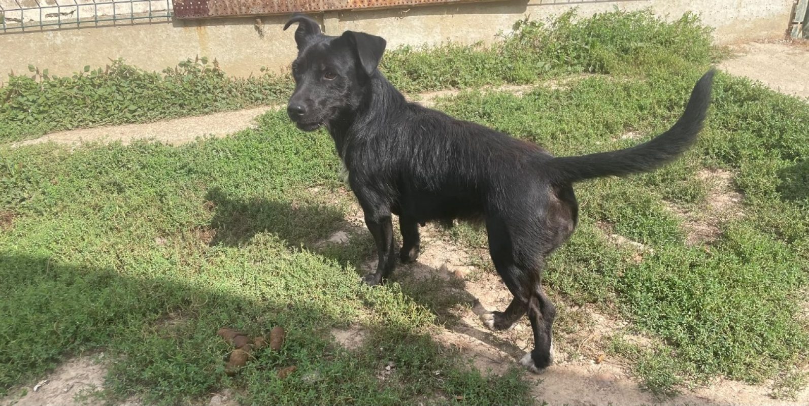 Patty - Chien Ratier pragois à adopter