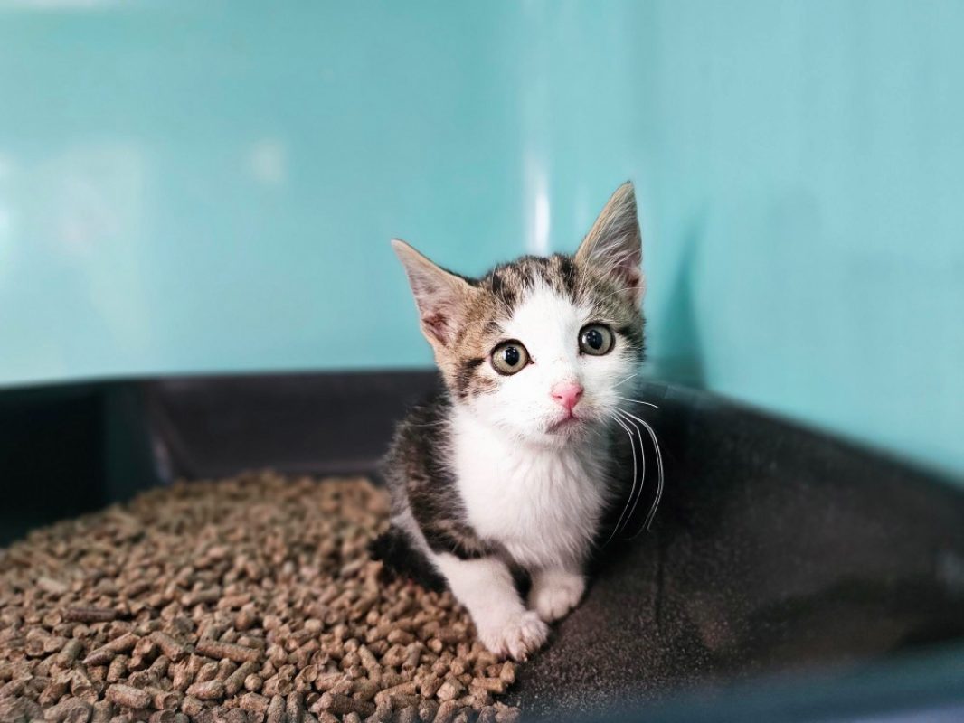 Pingui - Chat Européen à adopter