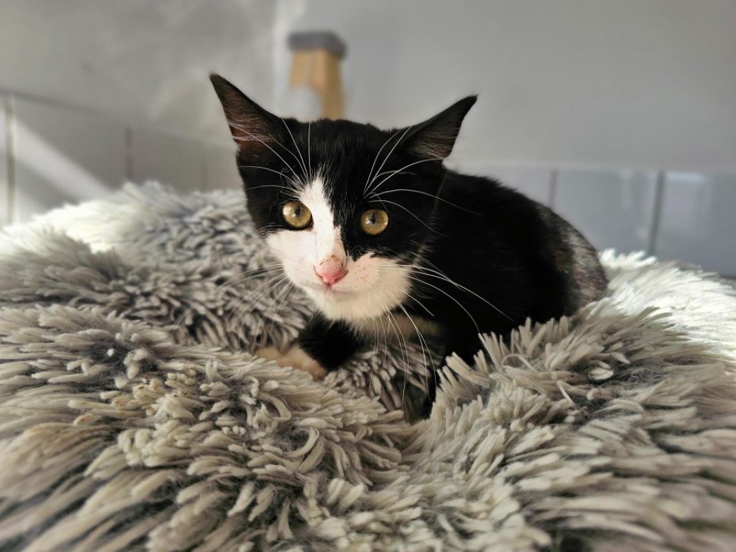 Bueno - Chat Européen à adopter