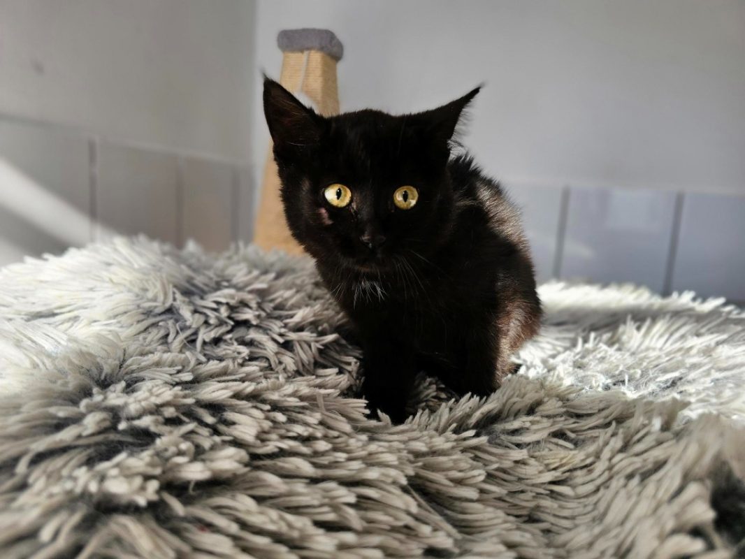 Delice - Chat Européen à adopter
