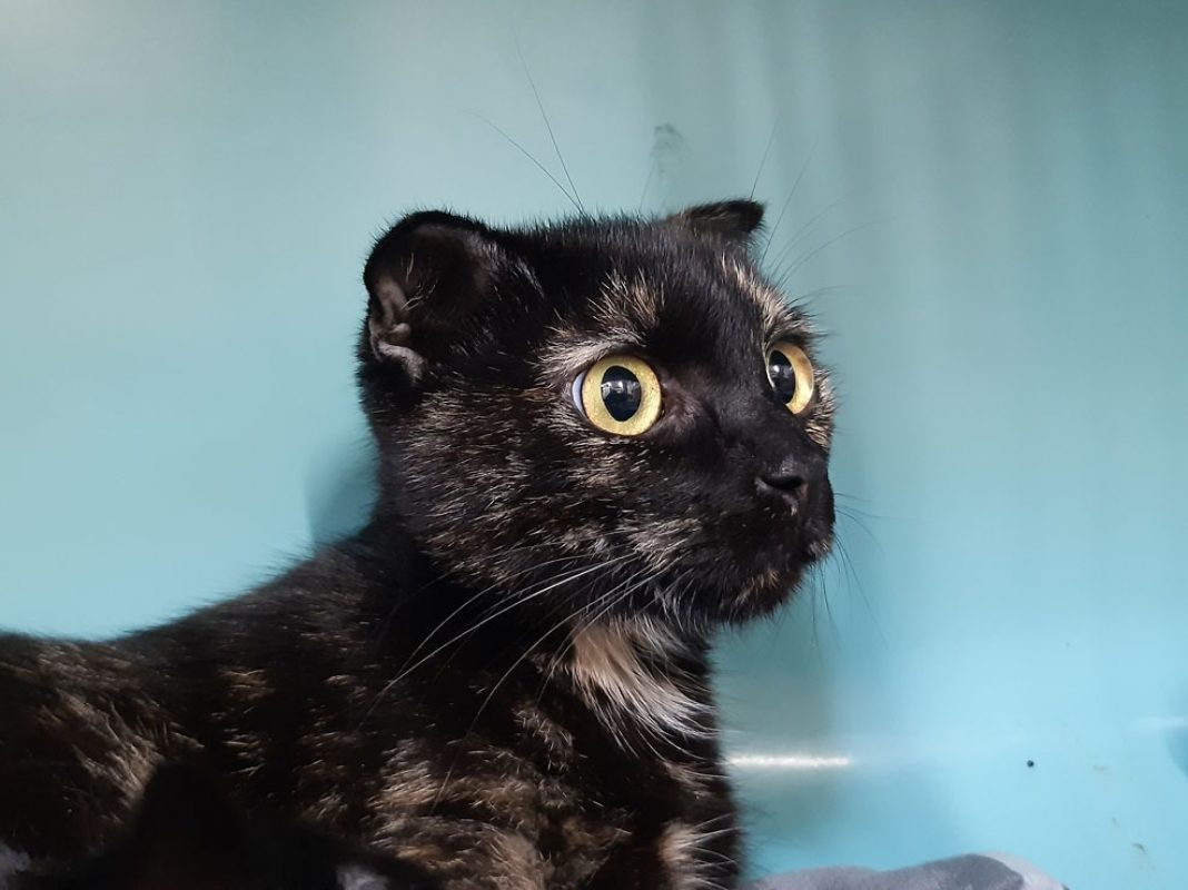 Ayka - Chat Européen à adopter