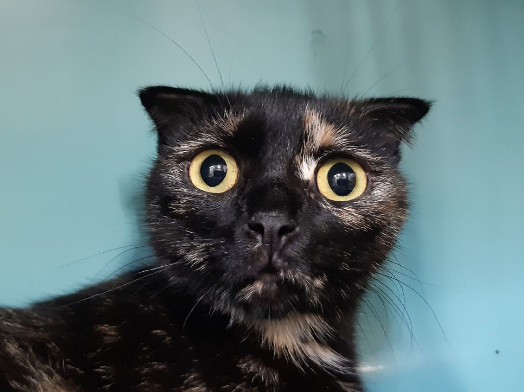 Ayka - Chat Européen à adopter - photo 2