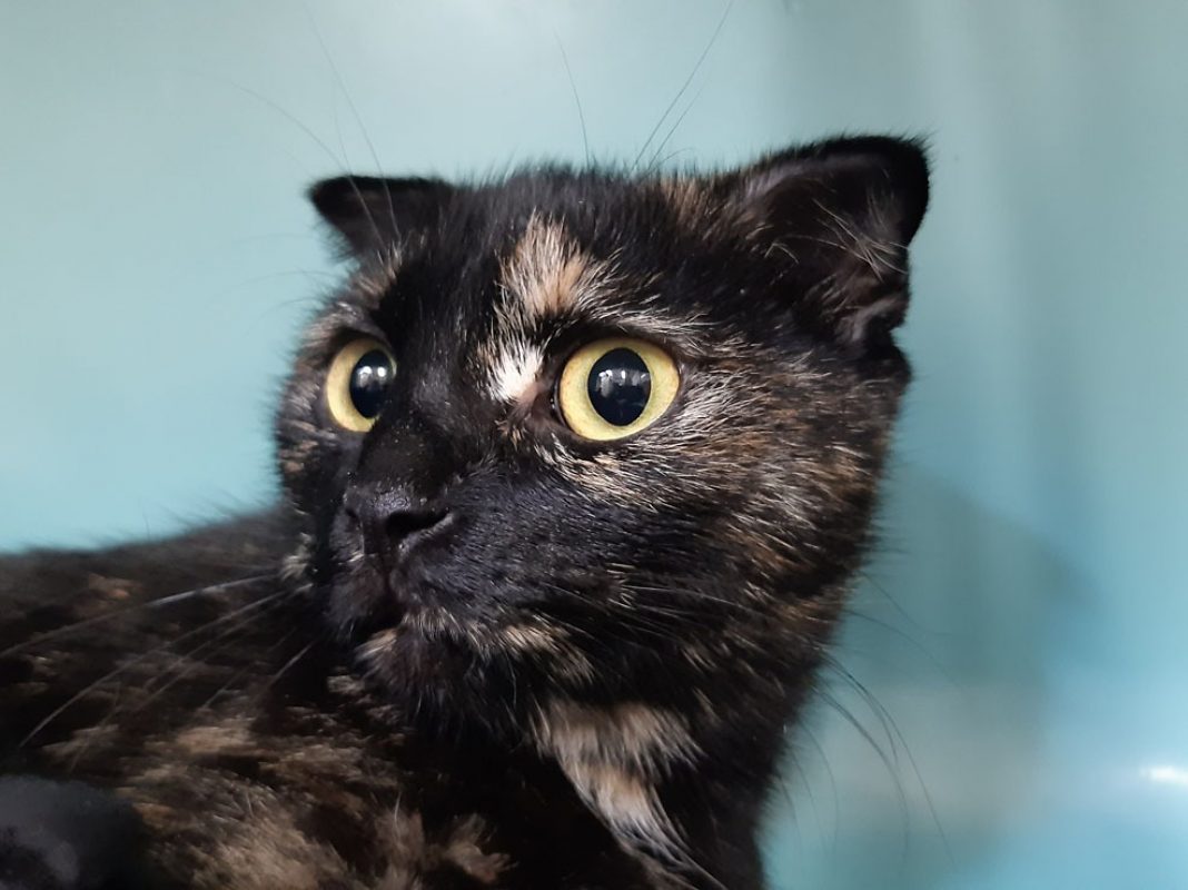 Ayka - Chat Européen à adopter - photo 4