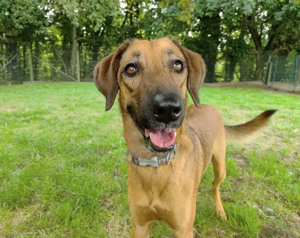 Simba - Chien à adopter