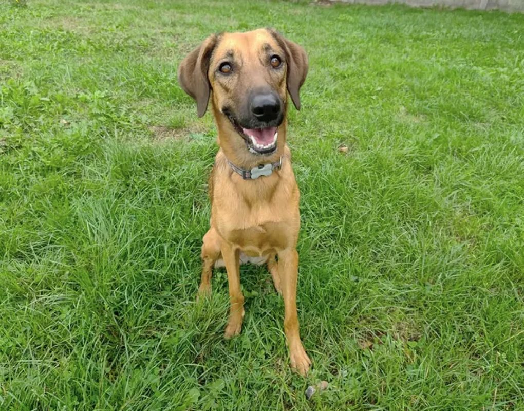 Simba - Chien à adopter - photo 3