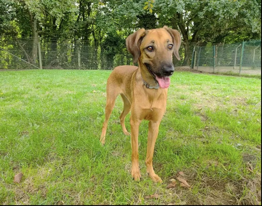 Simba - Chien à adopter - photo 5
