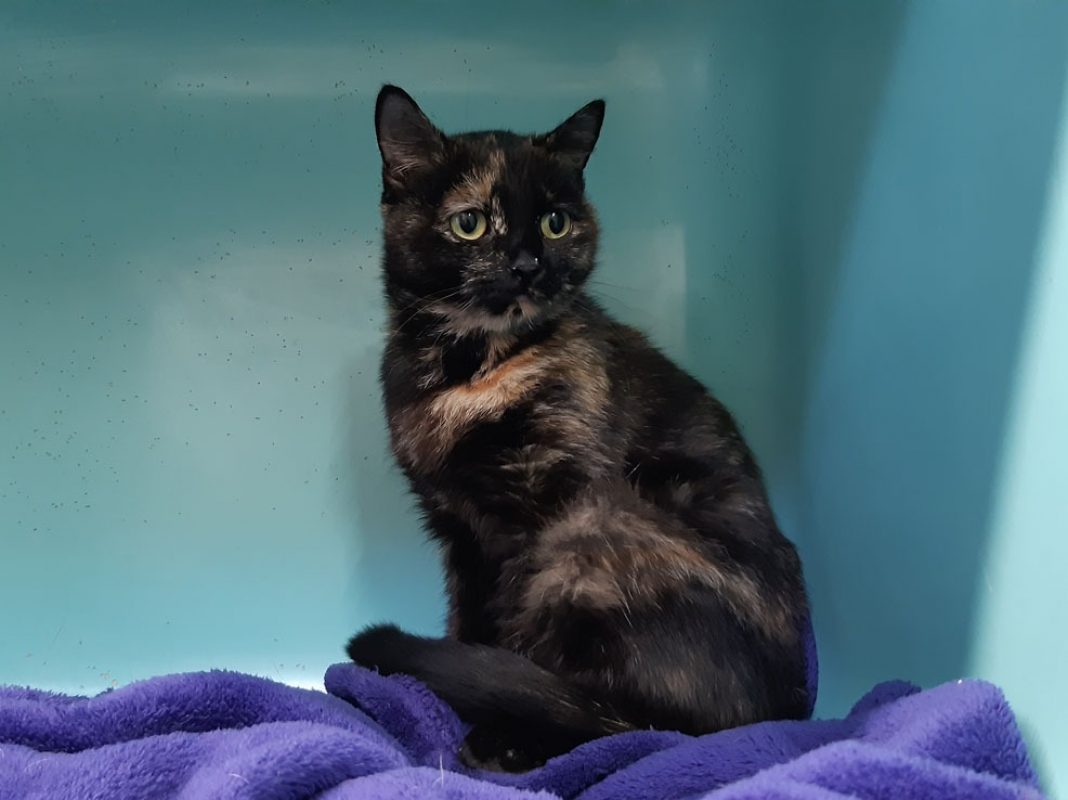 Ayko - Chat Européen à adopter - photo 4