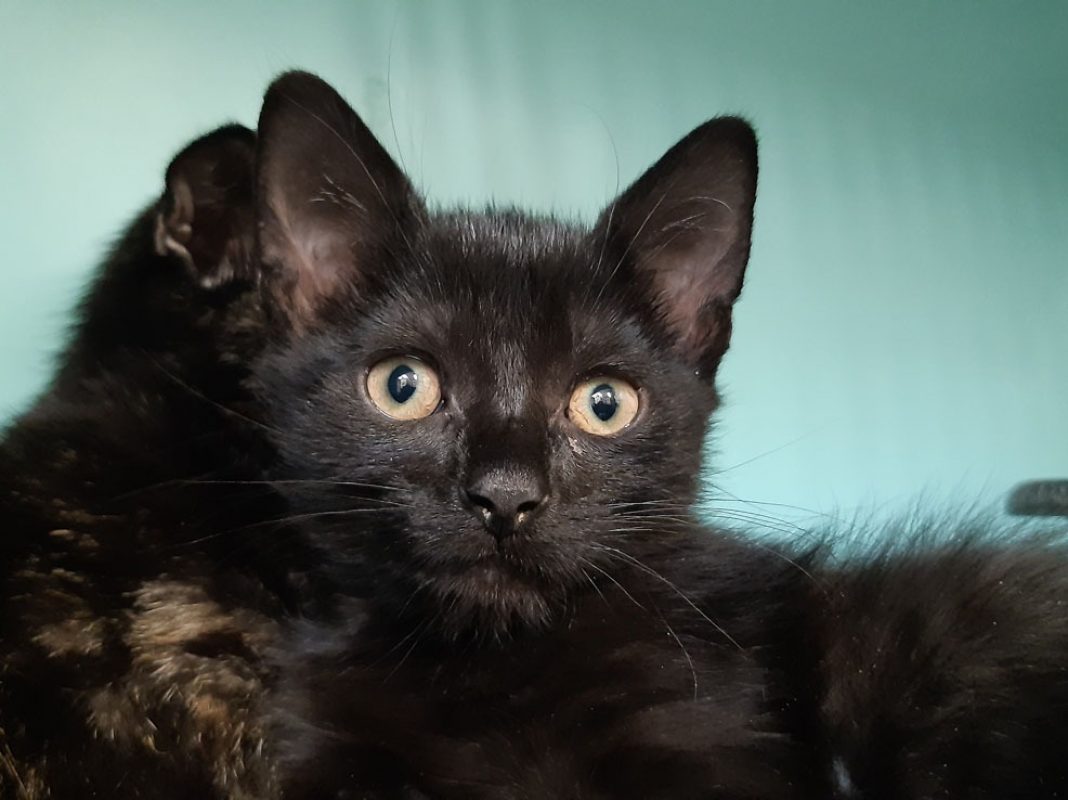 Adoro - Chat Européen à adopter