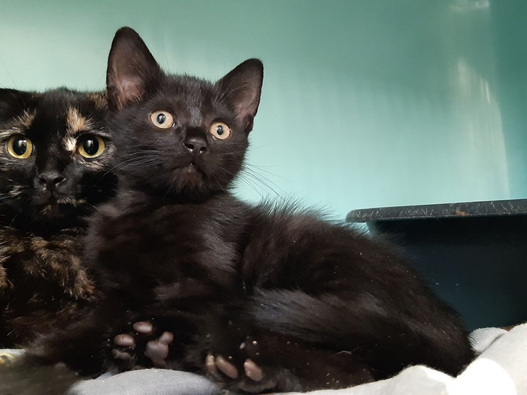 Adoro - Chat Européen à adopter - photo 2