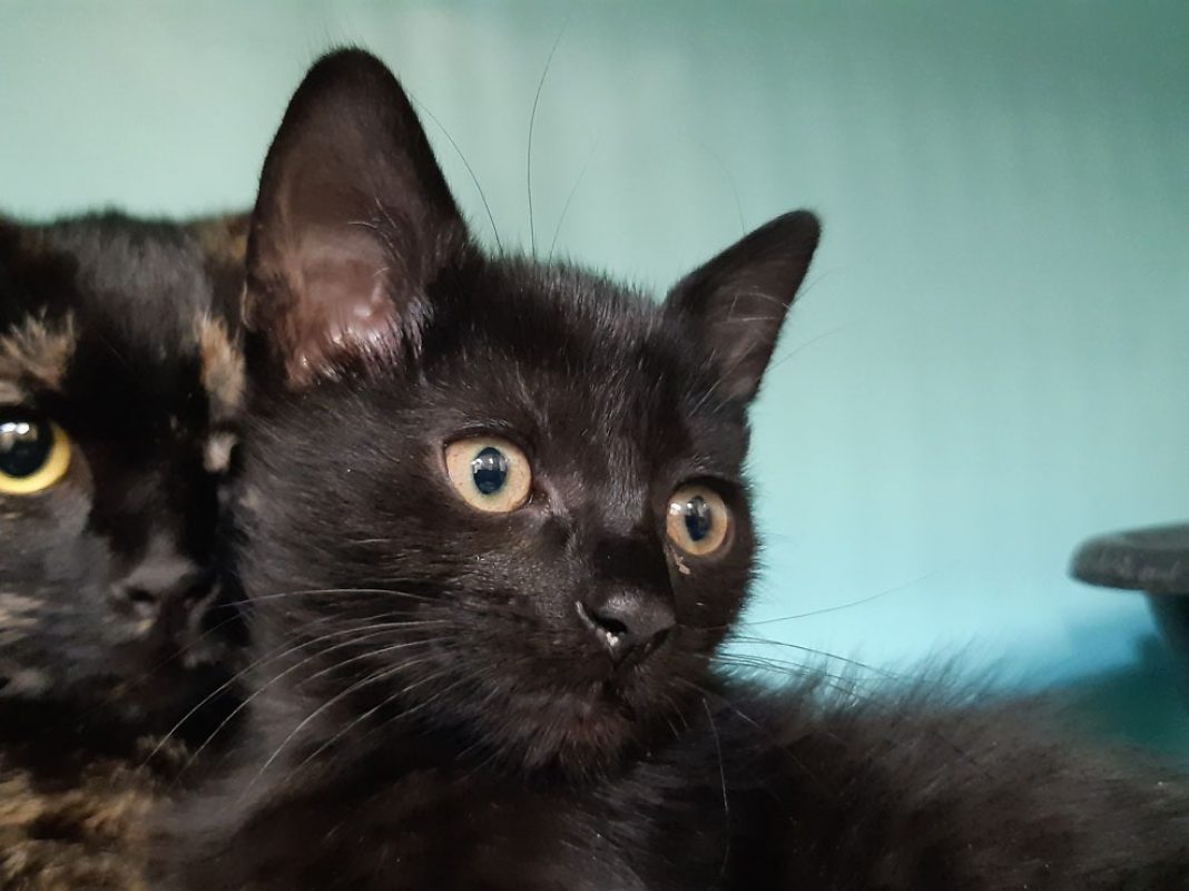 Adoro - Chat Européen à adopter - photo 3
