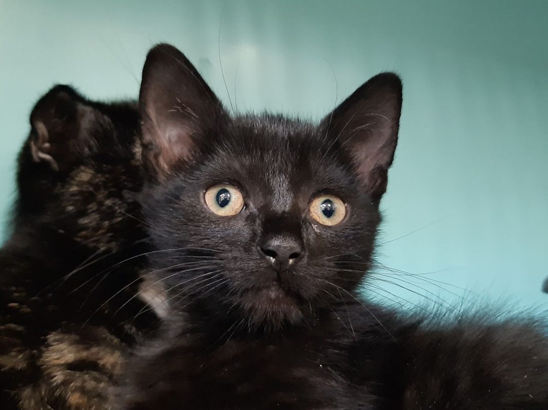 Adoro - Chat Européen à adopter - photo 4