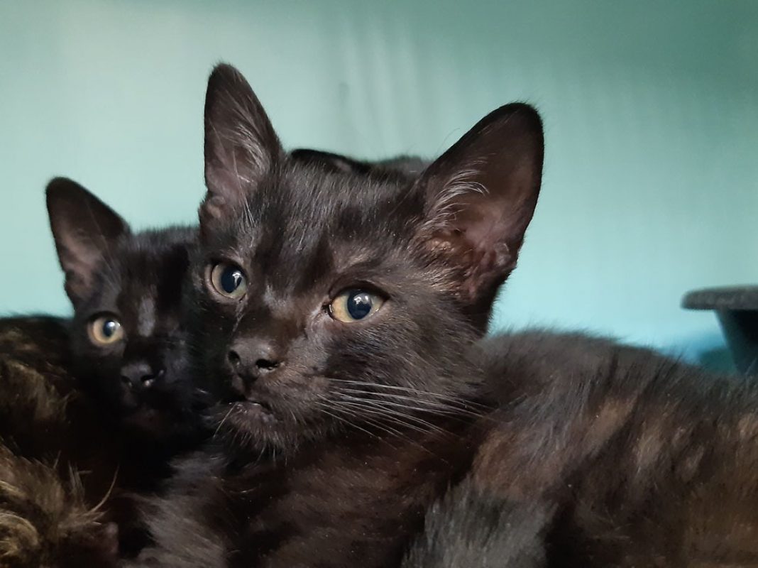 Anzar - Chat Européen à adopter