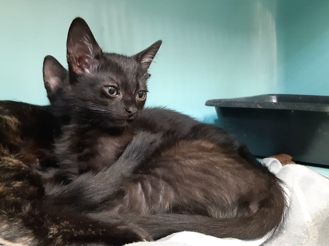 Anzar - Chat Européen à adopter - photo 2