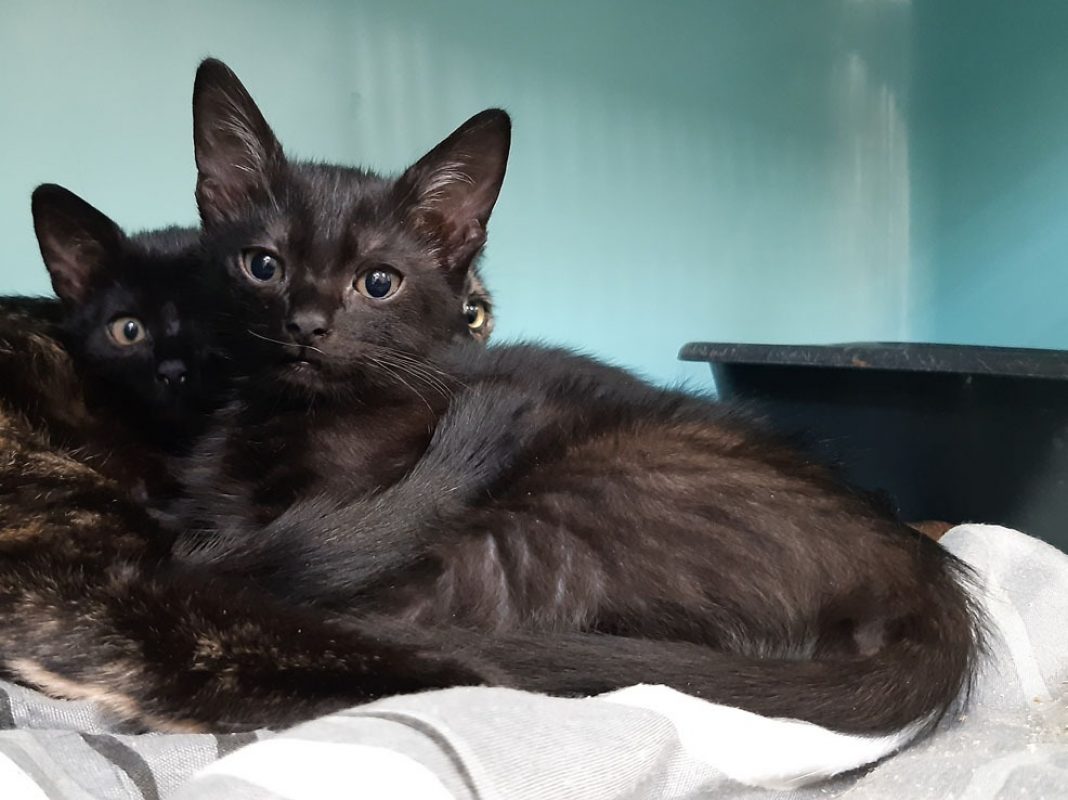 Anzar - Chat Européen à adopter - photo 3