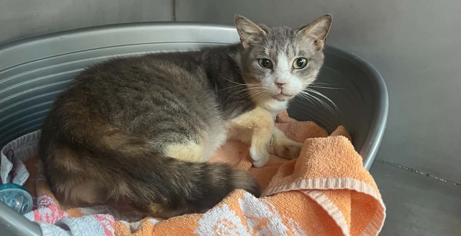 Yuna - Chat Européen à adopter