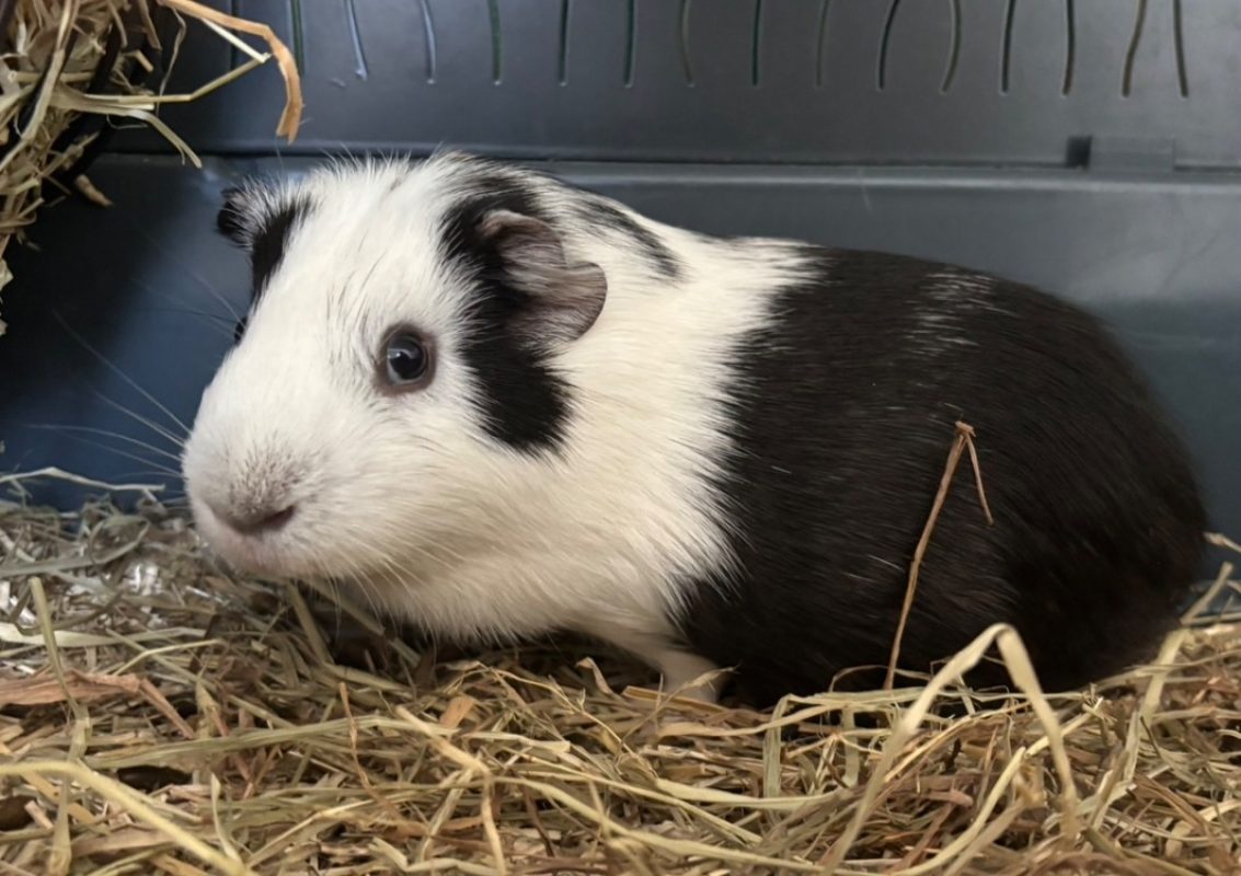 Compote - Rongeur Cobaye à adopter