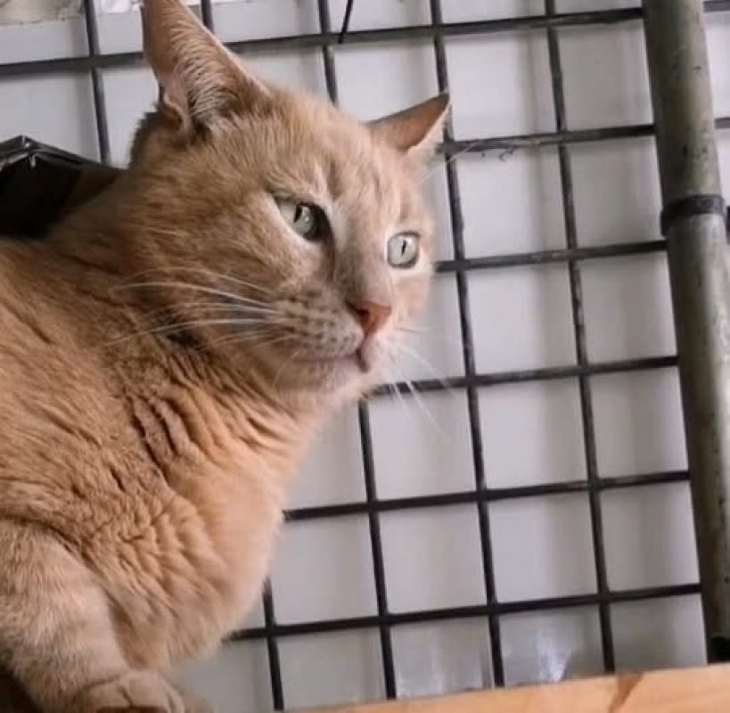 Biscuit - Chat Européen à adopter