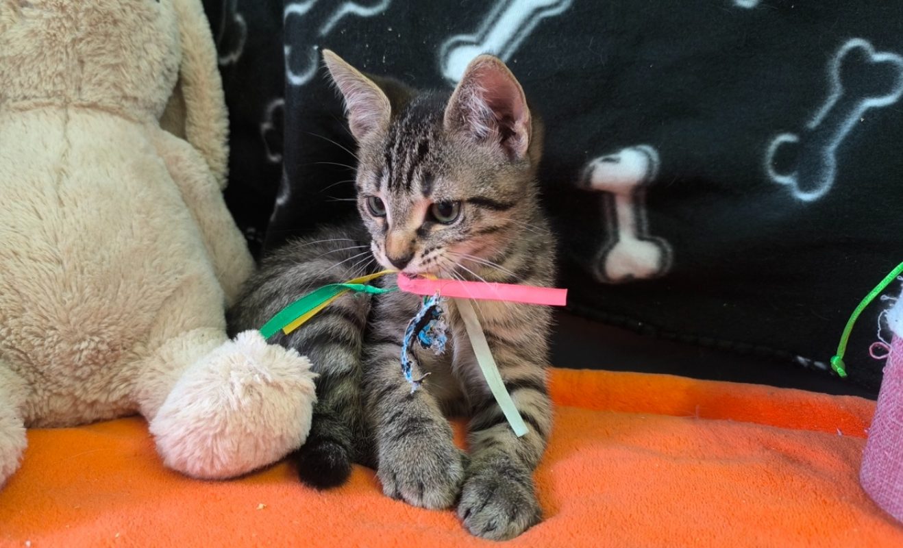 Tigrou - Chat Européen à adopter