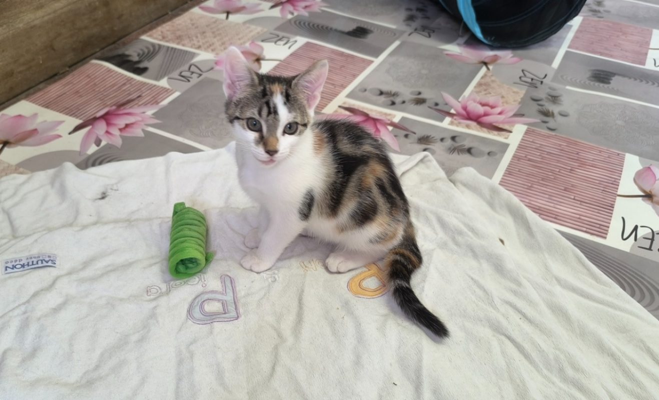 Mina - Chat Européen à adopter