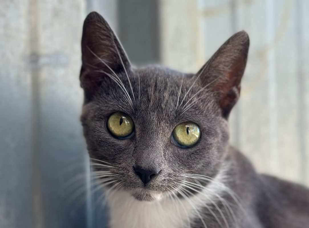 Saturne - Chat à adopter
