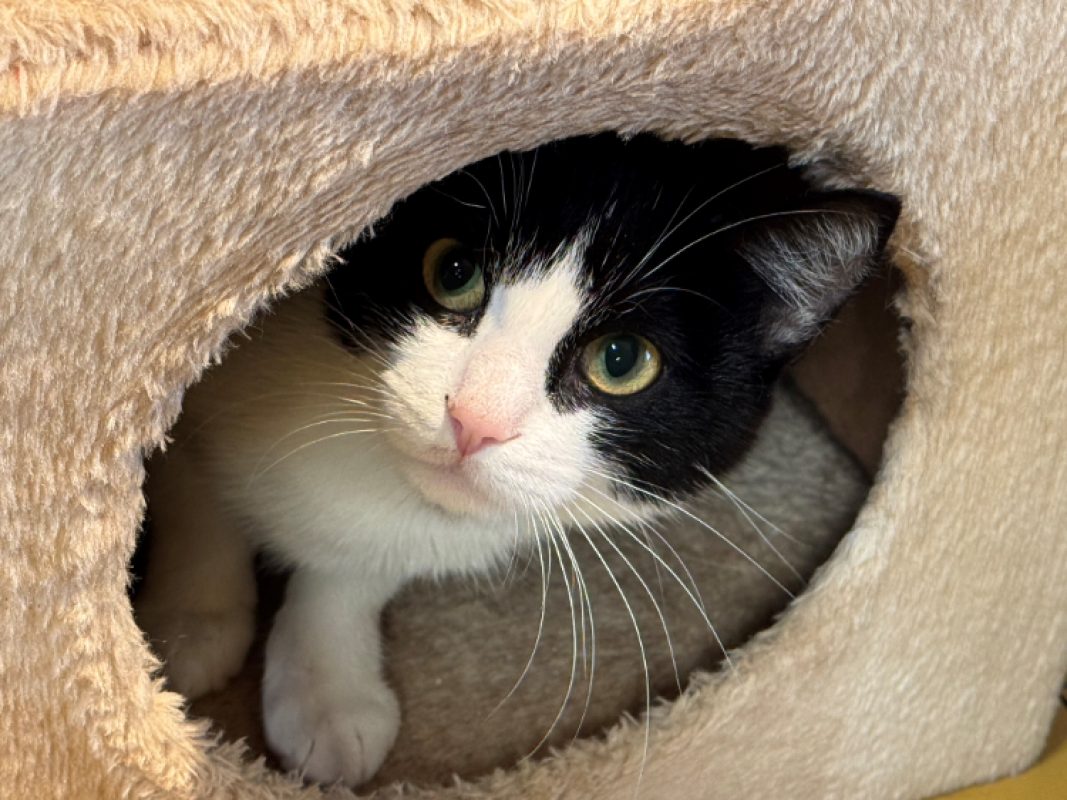 Marguerite - Chat Européen à adopter