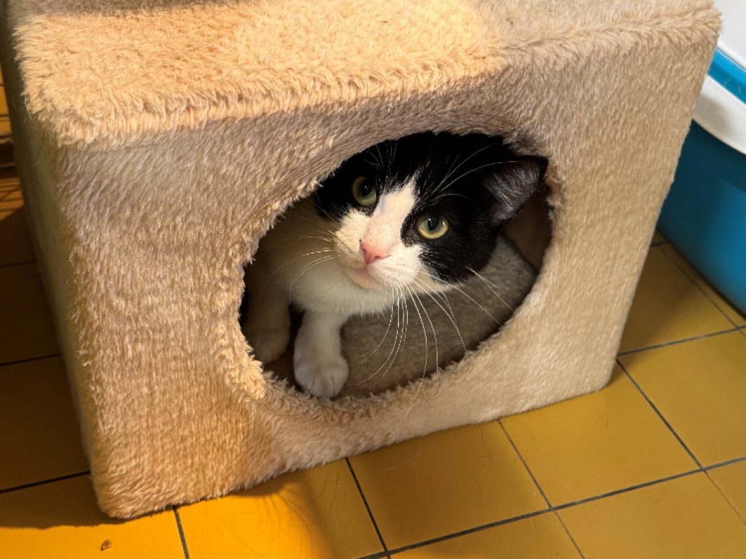 Marguerite - Chat Européen à adopter - photo 2