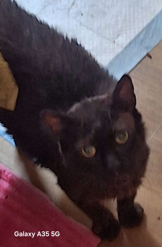 Noirot - Chat à adopter - photo 2