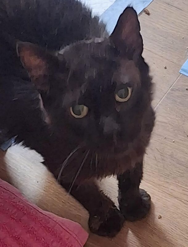 Noirot - Chat à adopter - photo 3