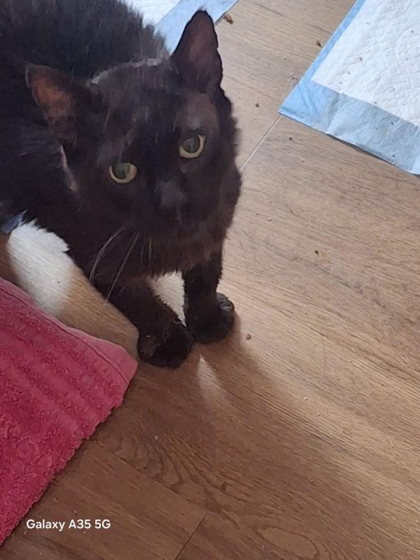 Noirot - Chat à adopter