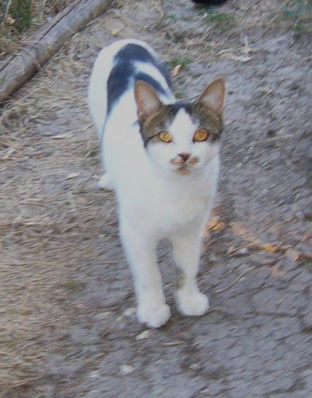 Agile - Chat à adopter - photo 3