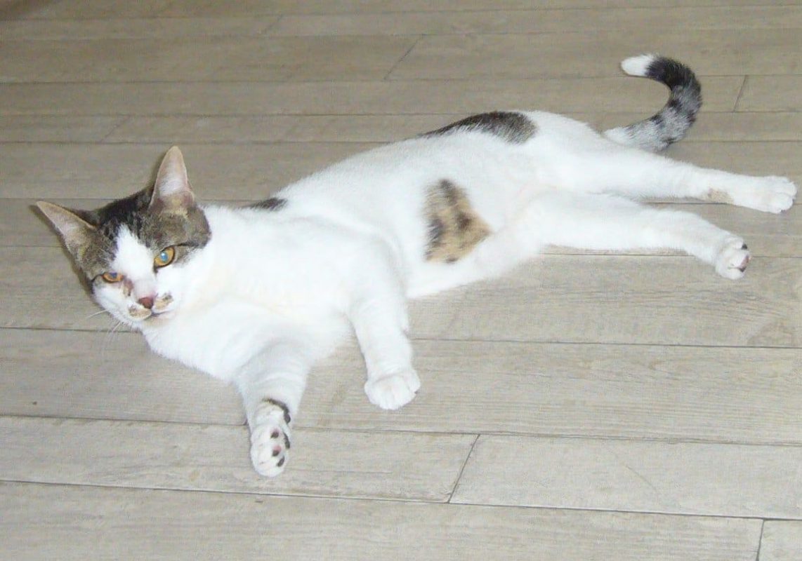 Agile - Chat à adopter - photo 2
