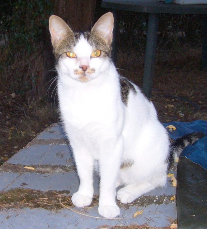 Agile - Chat à adopter - photo 2